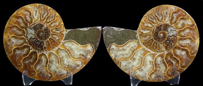 Sliced Fossil Ammonite Pair - Agatized #39592